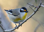 Pardalote à point jaune