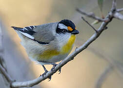 Striated Pardalote