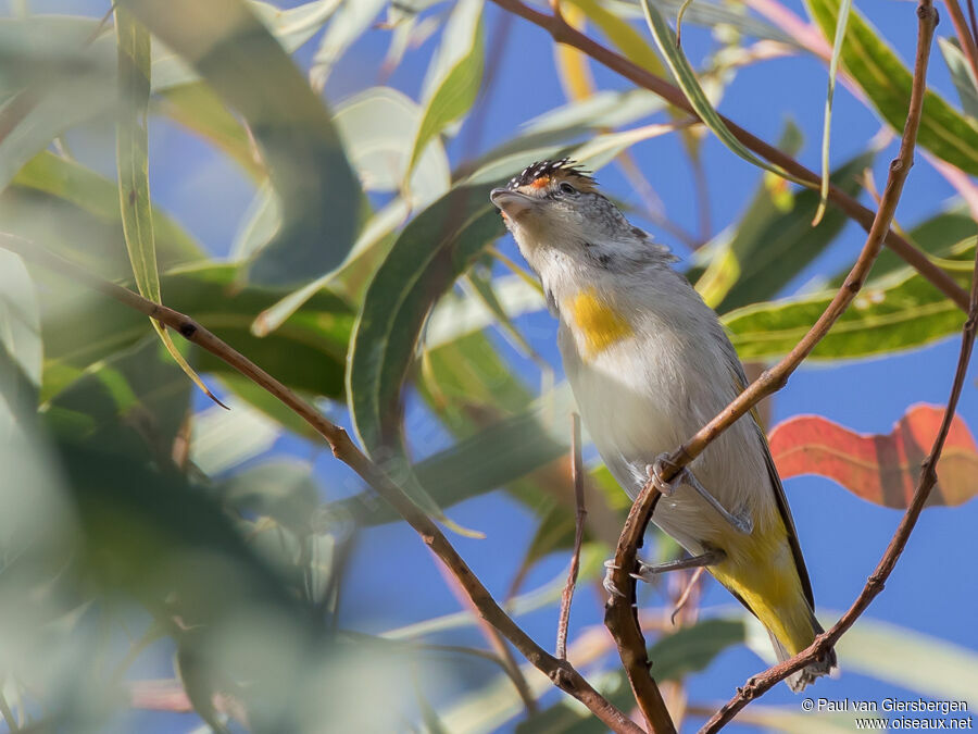 Red-browed Pardaloteadult