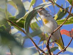 Red-browed Pardalote