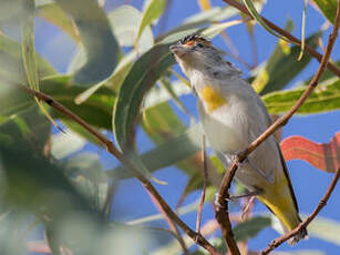 Pardalote à sourcils rouges