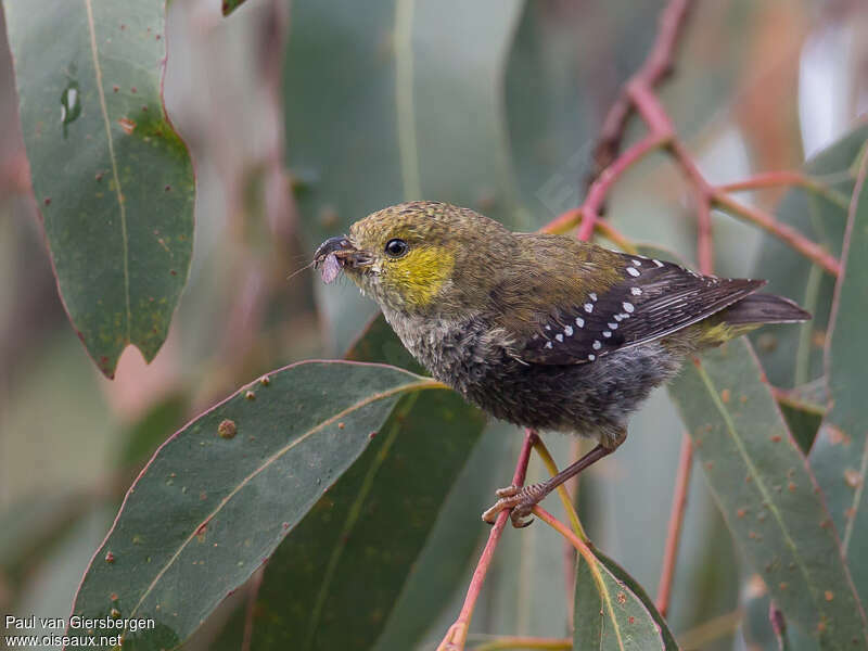 Forty-spotted Pardaloteadult, identification