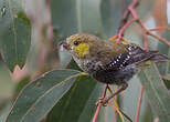 Pardalote de Tasmanie