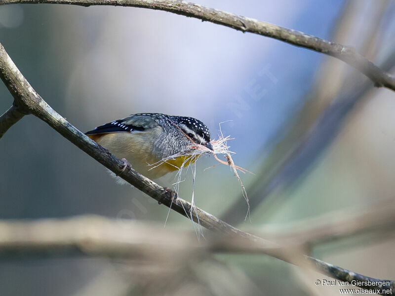 Spotted Pardalote