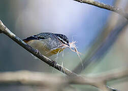 Pardalote pointillé