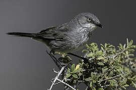 Layard's Warbler