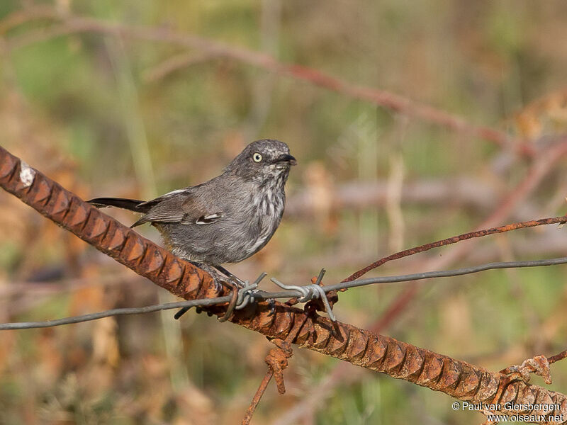 Chestnut-vented Warbler