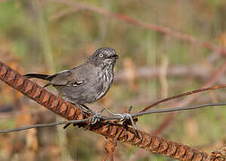 Chestnut-vented Warbler