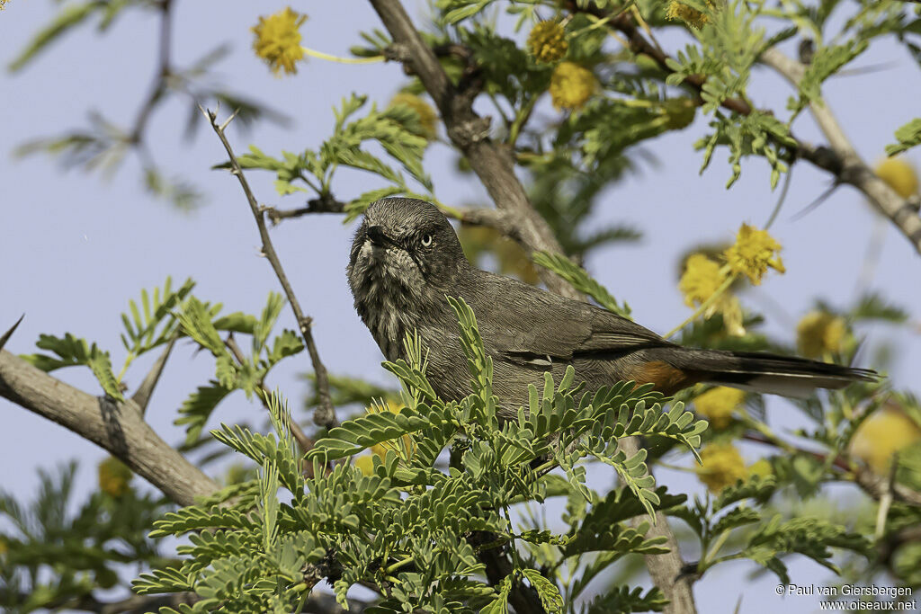 Chestnut-vented Warbleradult