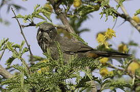 Chestnut-vented Warbler