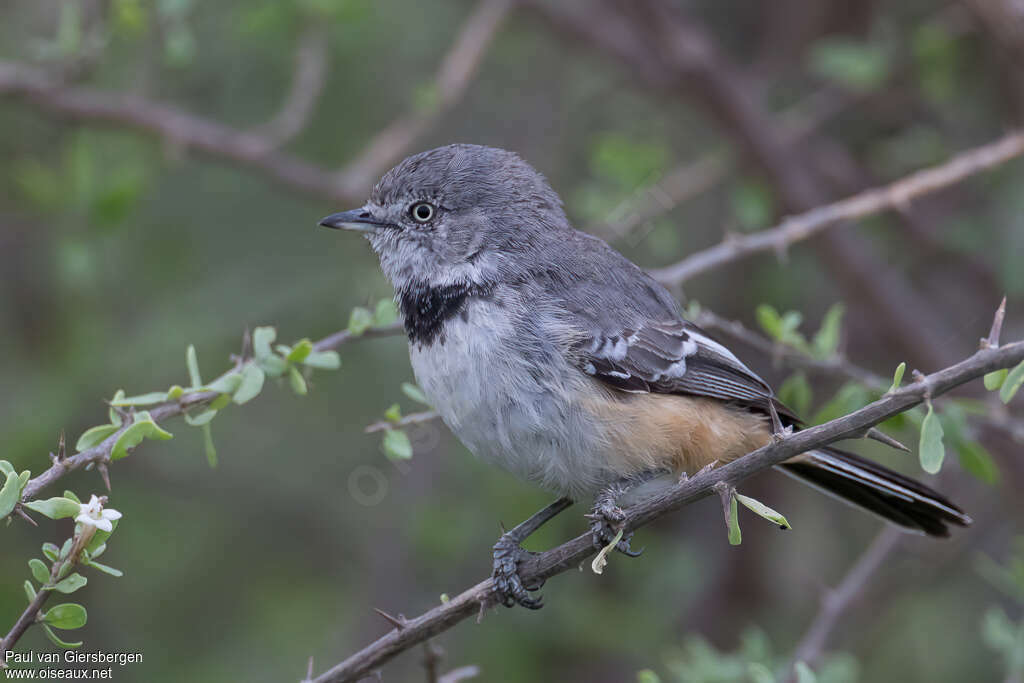 Banded Parisomaadult, identification