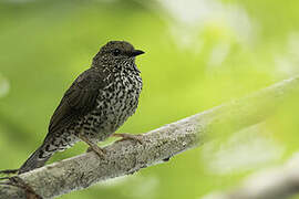 Red-fronted Antpecker