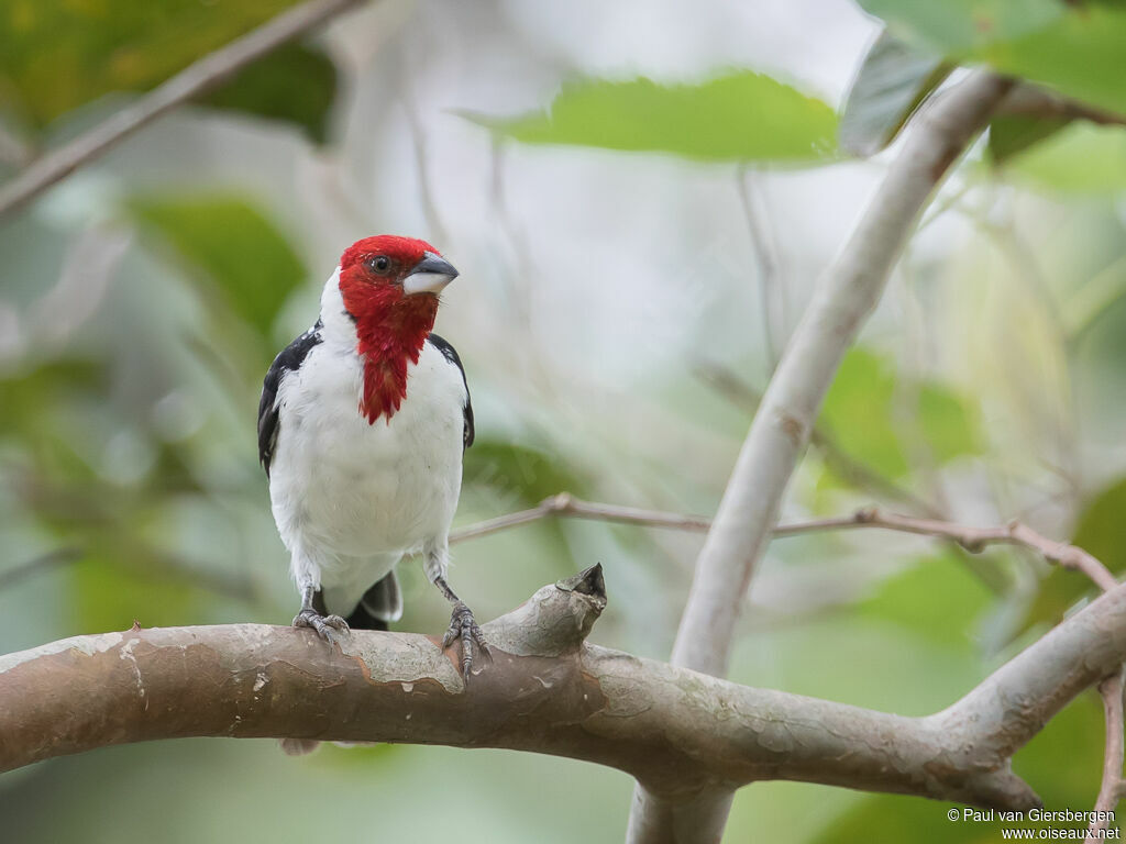 Red-cowled Cardinal