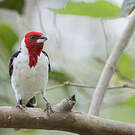 Paroare dominicain