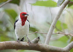 Red-cowled Cardinal