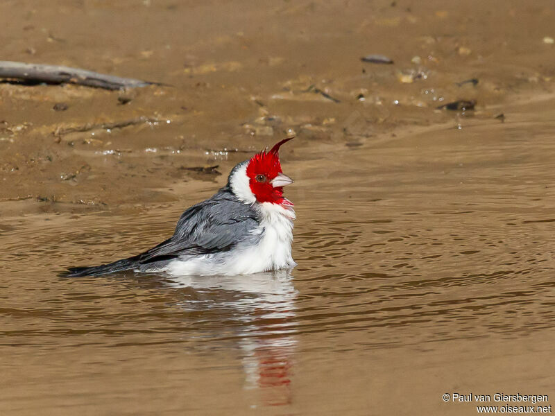 Red-crested Cardinal