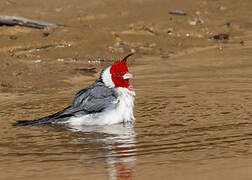 Red-crested Cardinal