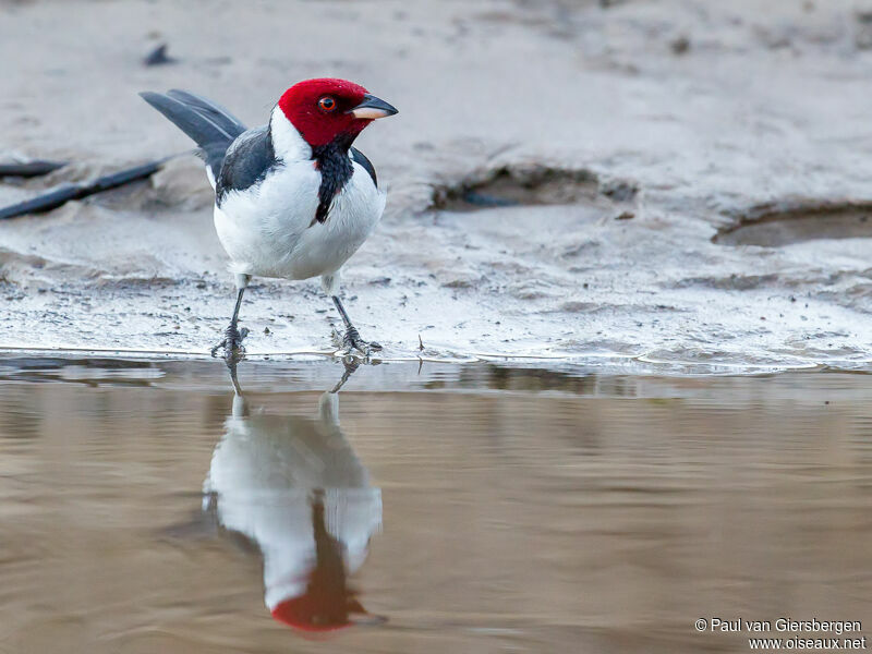 Red-capped Cardinal