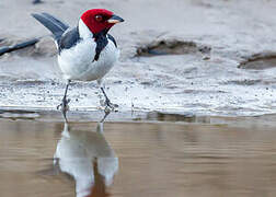 Red-capped Cardinal