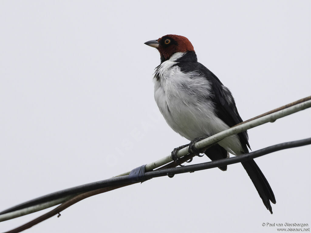 Red-capped Cardinaladult