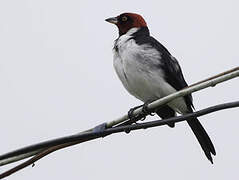 Red-capped Cardinal