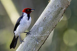 Red-capped Cardinal
