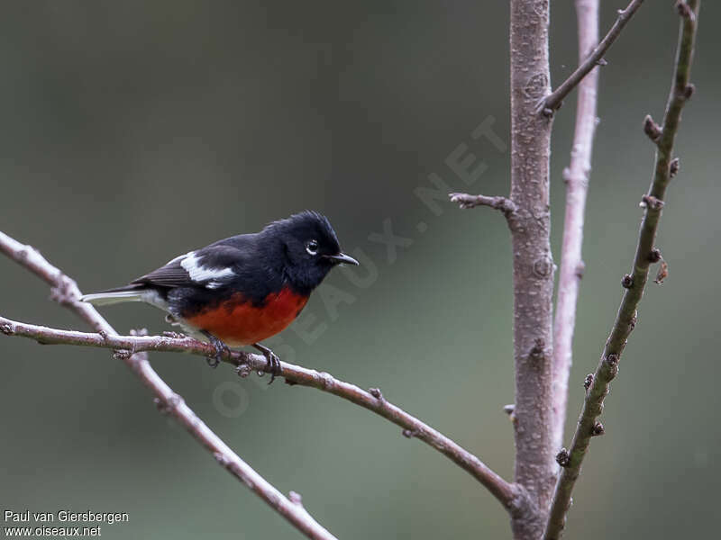 Painted Whitestart