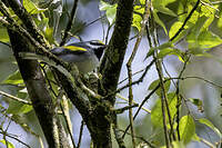 Paruline à ailes dorées