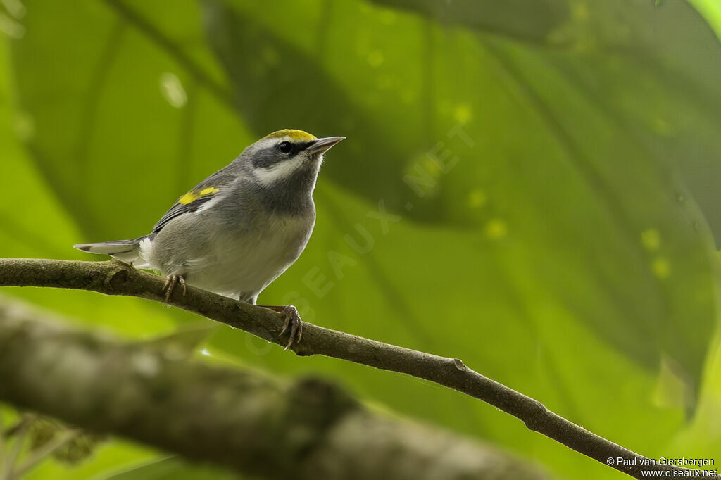 Paruline à ailes dorées