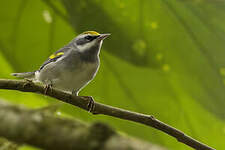 Paruline à ailes dorées