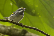 Paruline à ailes dorées