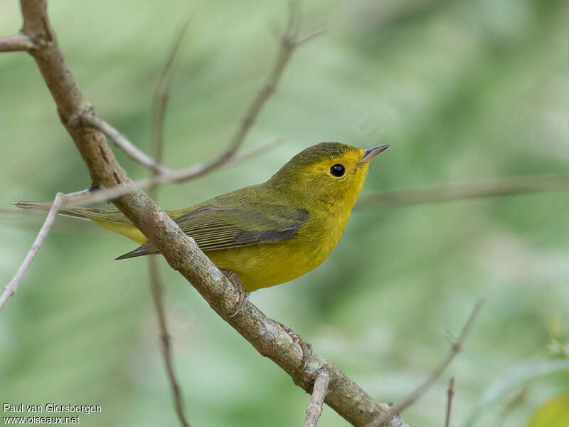 Wilson's Warbler female adult post breeding, identification