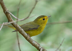 Wilson's Warbler