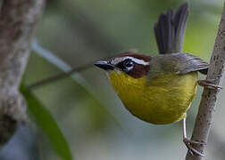 Rufous-capped Warbler