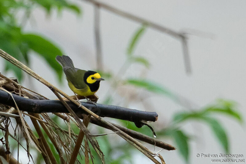 Hooded Warbler