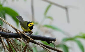 Hooded Warbler