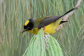 Yellow-crowned Whitestart