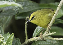 Black-crested Warbler