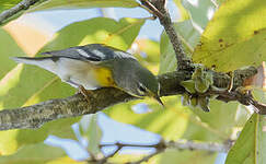 Paruline à collier