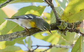 Northern Parula