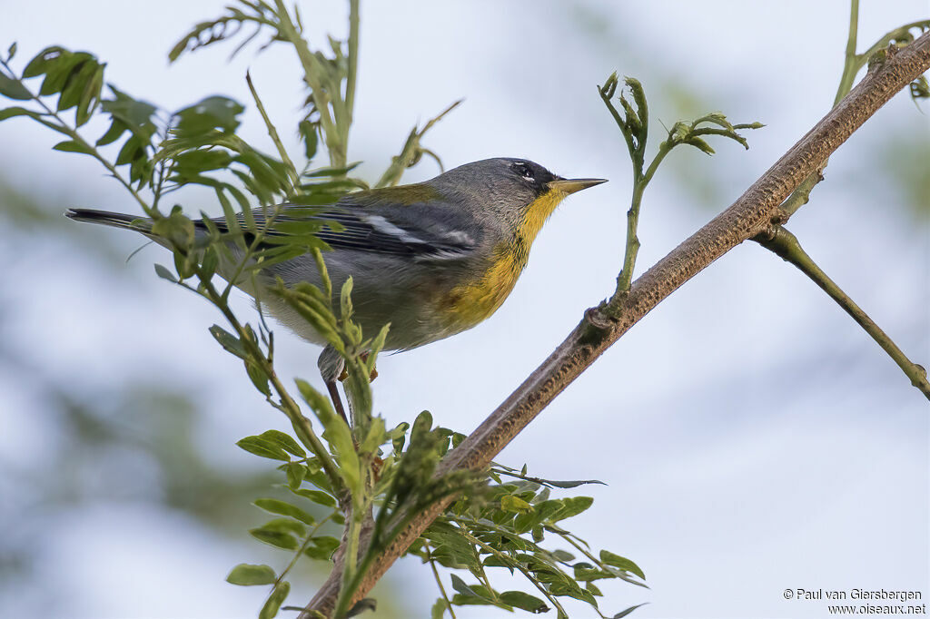 Northern Parulaadult