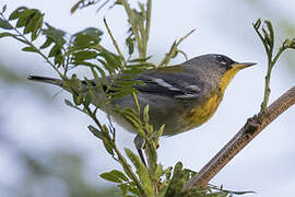 Northern Parula