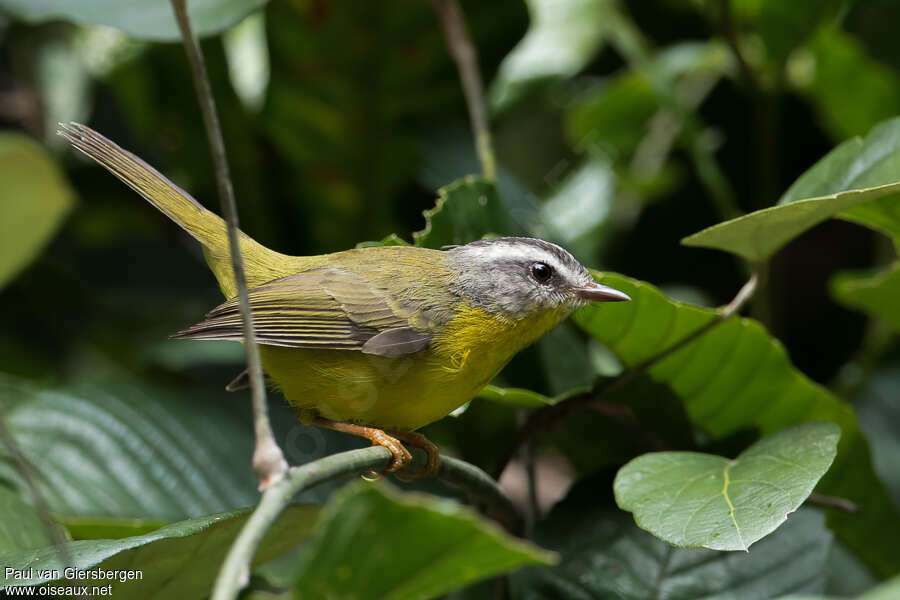 Paruline à couronne doréeadulte, identification