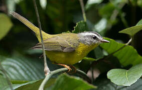 Golden-crowned Warbler