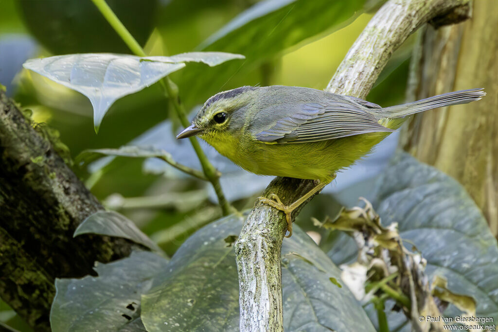 Paruline à couronne dorée