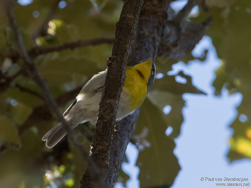 Crescent-chested Warbler