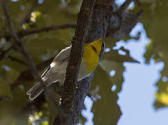 Crescent-chested Warbler