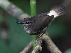 Buff-rumped Warbler