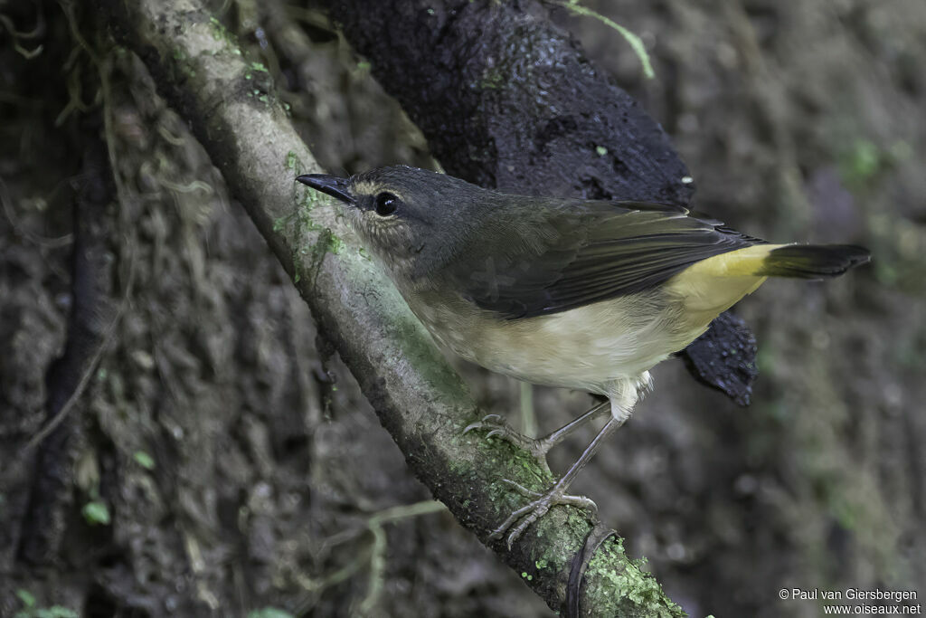 Buff-rumped Warbleradult