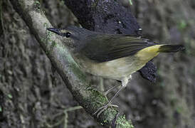 Buff-rumped Warbler